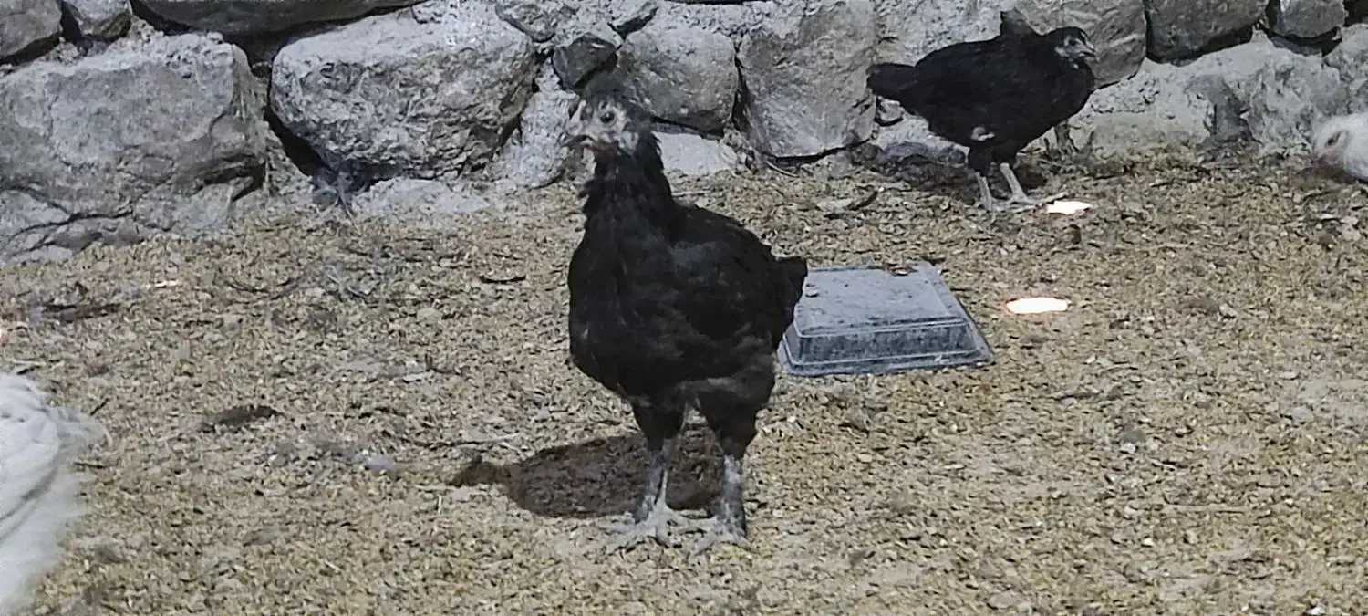 جوجه خروس و جوجه مرغ محلی|حیوانات مزرعه|ارژن, |دیوار