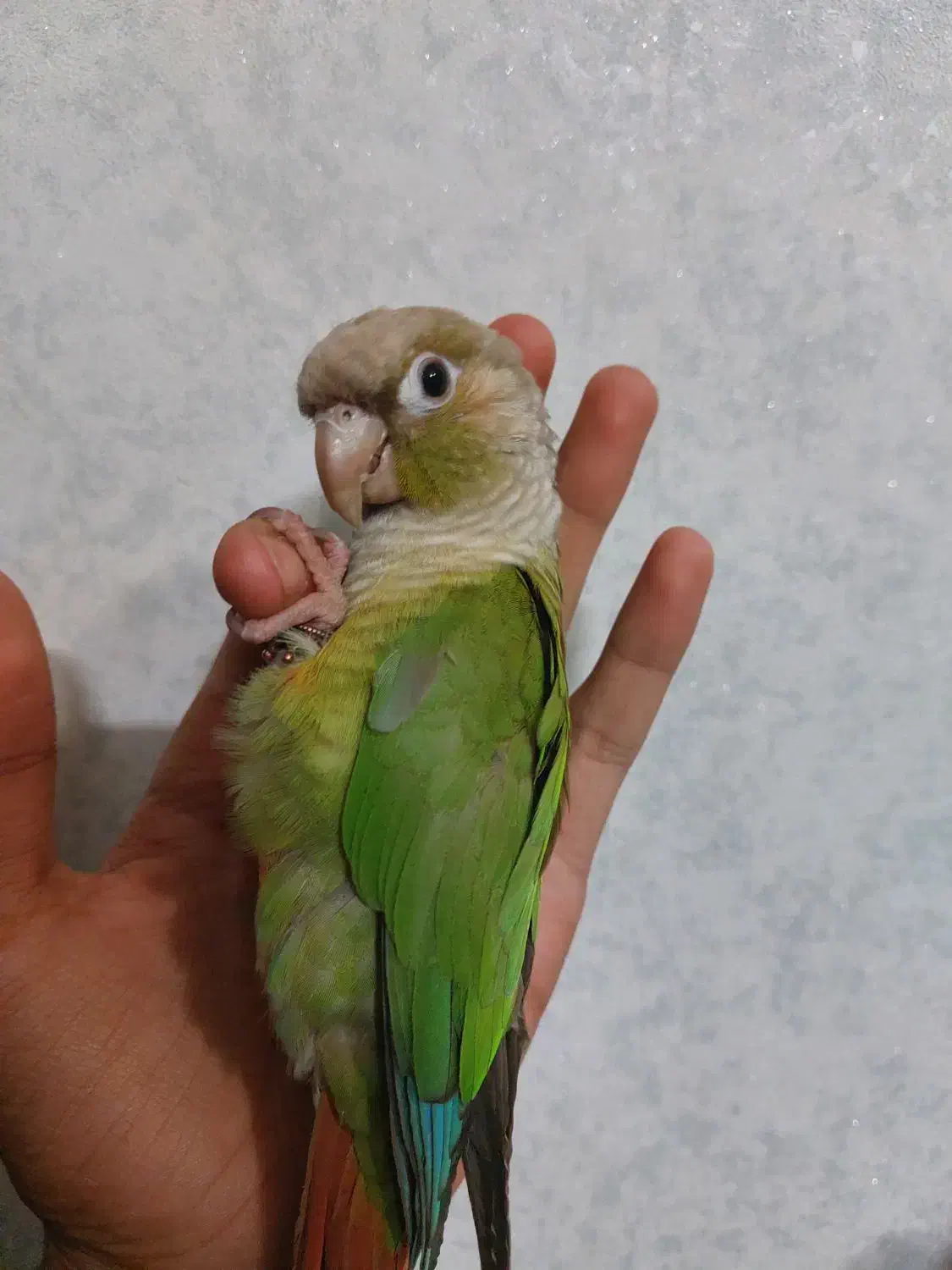 گیرینچیک|پرنده|جهرم, |دیوار