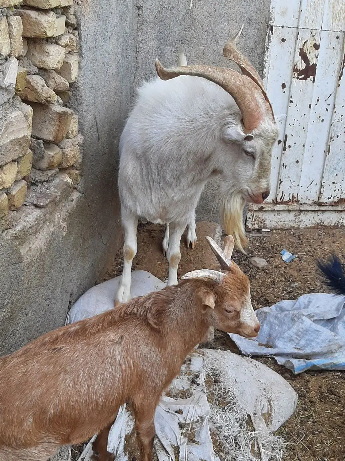 نر بز اصل سانن|حیوانات مزرعه|مشهد, شهرک مهرگان|دیوار