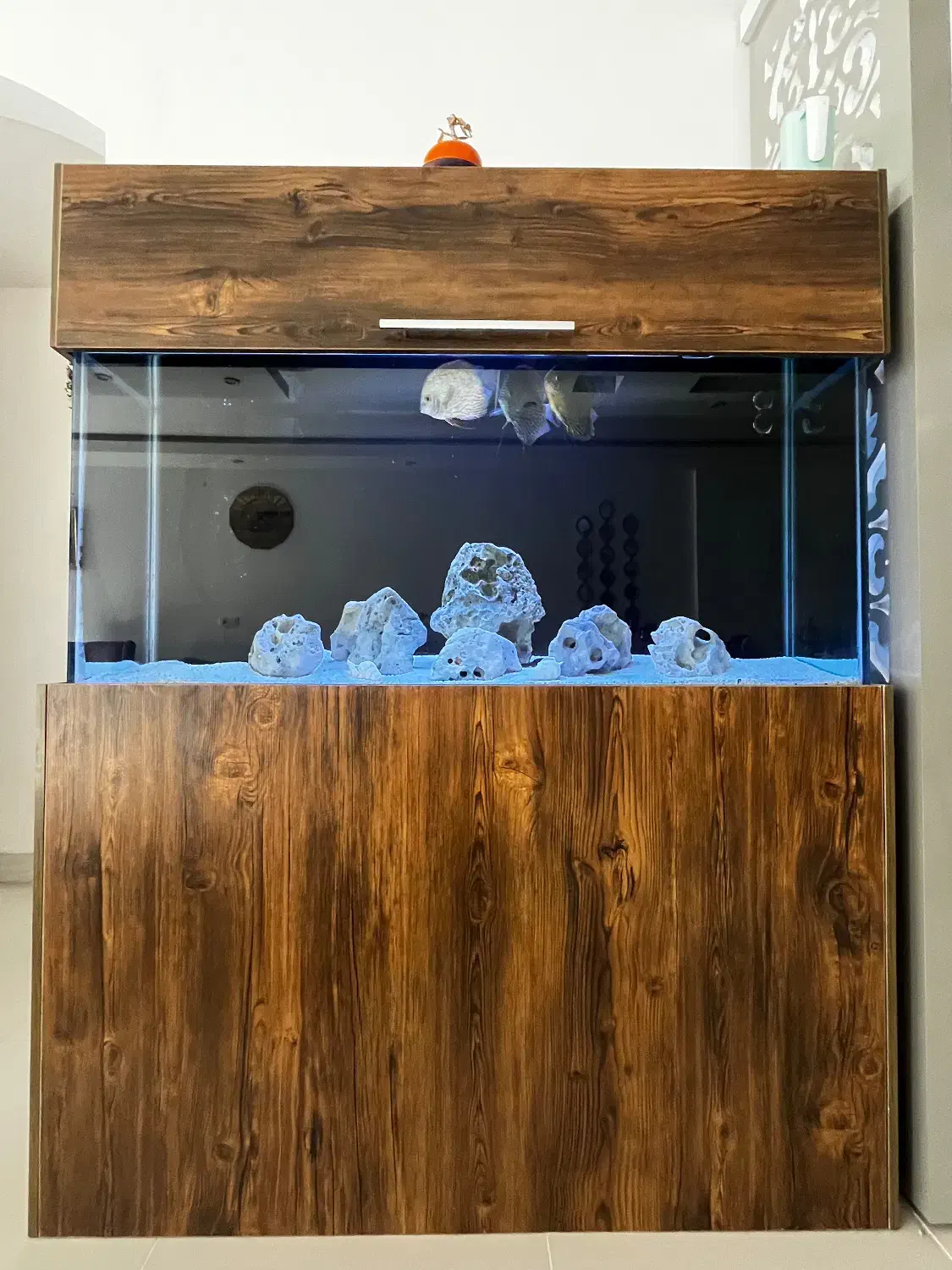 اکواریوم|ماهی|بردسکن, |دیوار