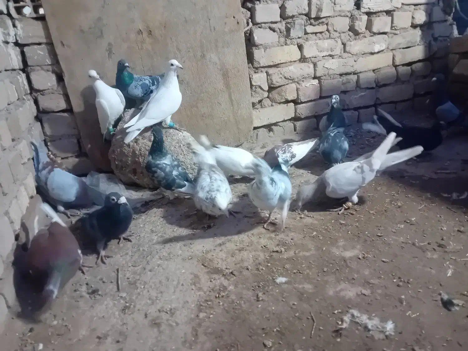 کبوتر پرشی صاف|پرنده|بشاریات, |دیوار