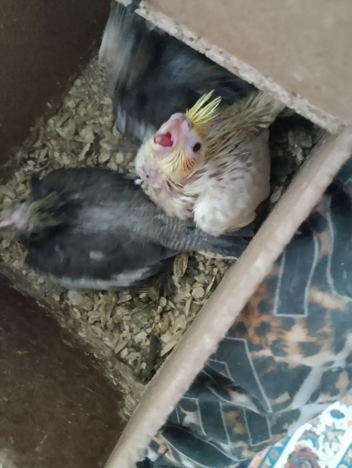 عروس هلندی|پرنده|میان جلگه, |دیوار