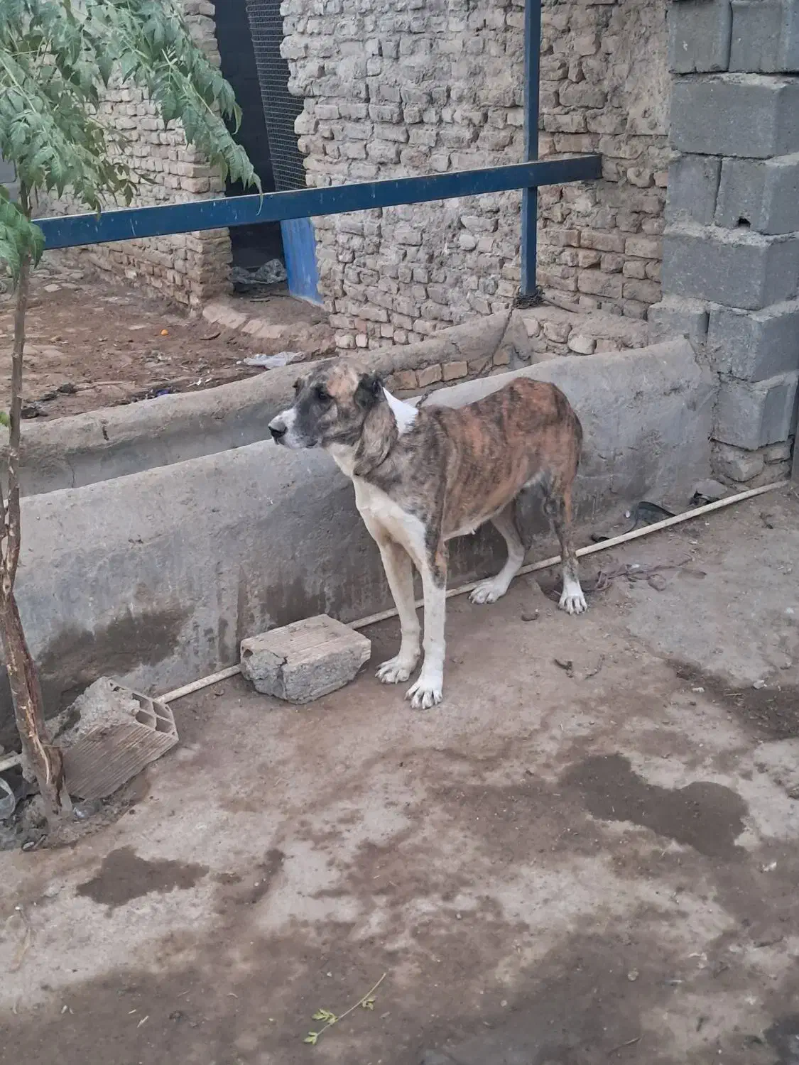 سگ لاس گله ای|سگ|جوادآباد, |دیوار