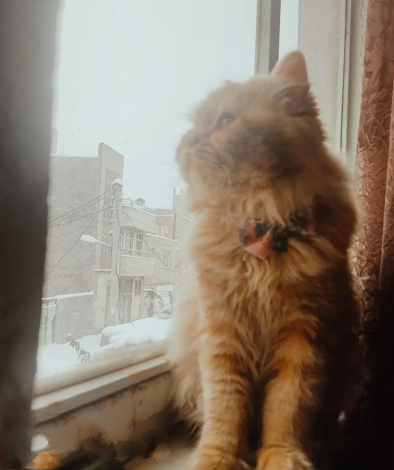 واگذاری گربه|گربه|اردبیل, |دیوار