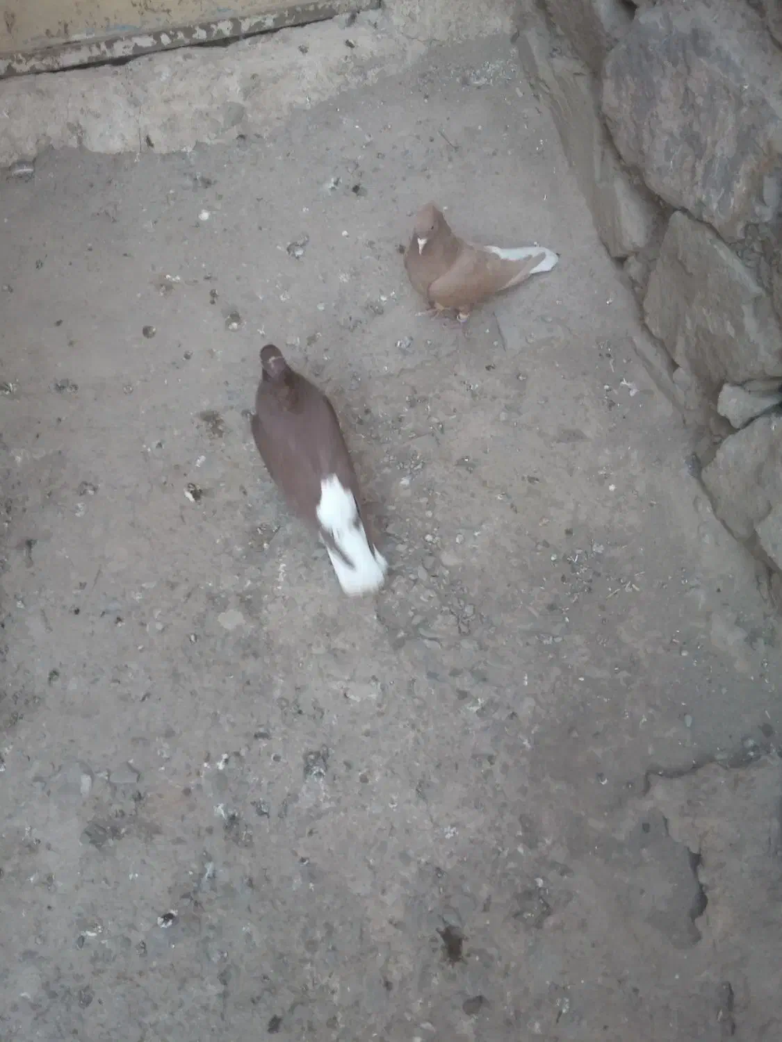 دوتا دم|پرنده|نیشابور, نیروگاه سیکل ترکیبی خیام|دیوار