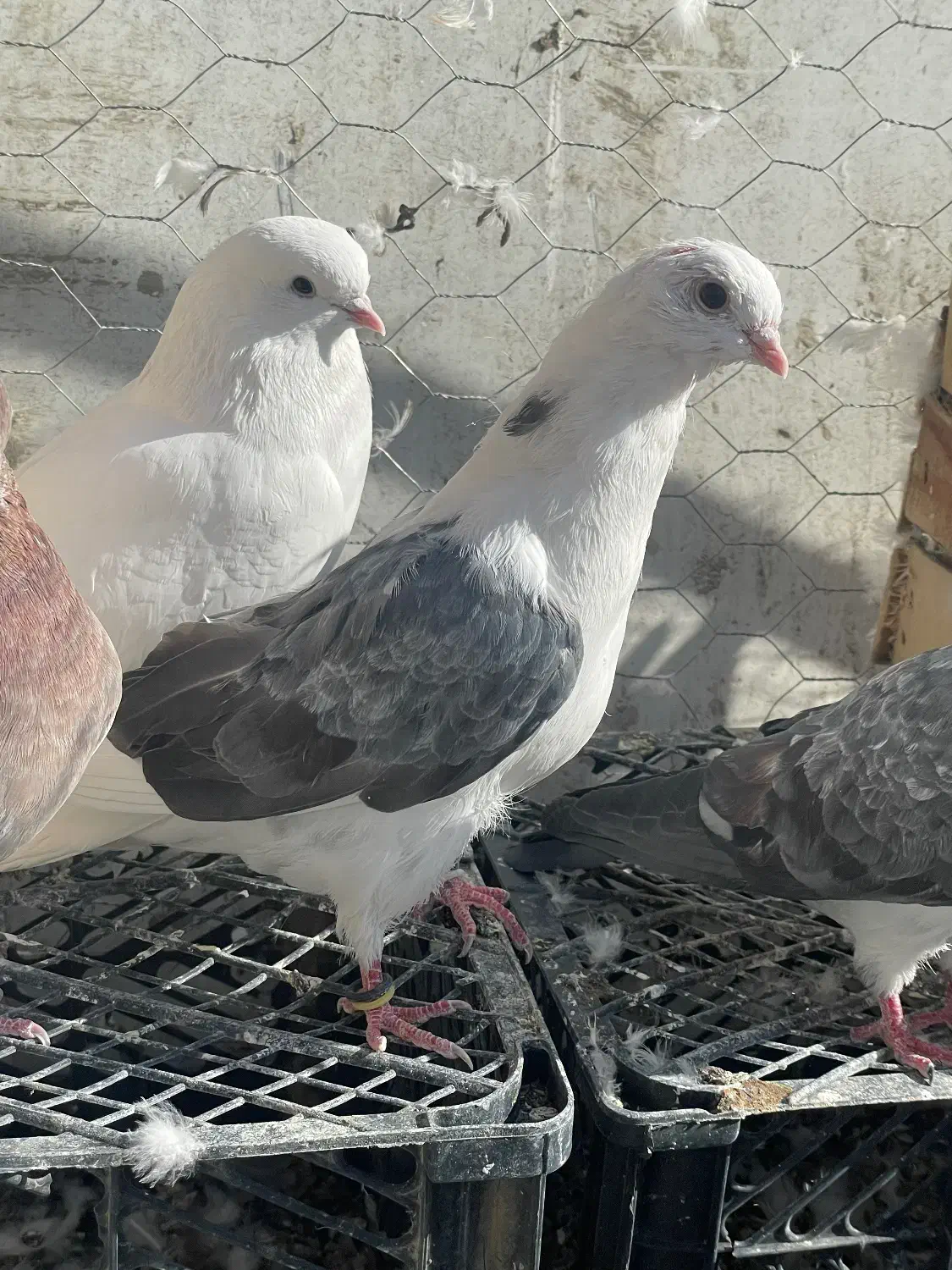 کبوتر|پرنده|هیر, |دیوار