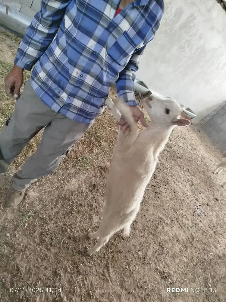 فروش بز سانن|حیوانات مزرعه|یاسوج, |دیوار