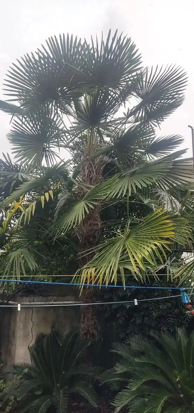 درختچه لاتانیا|گل و گیاه طبیعی|نوشهر, |دیوار