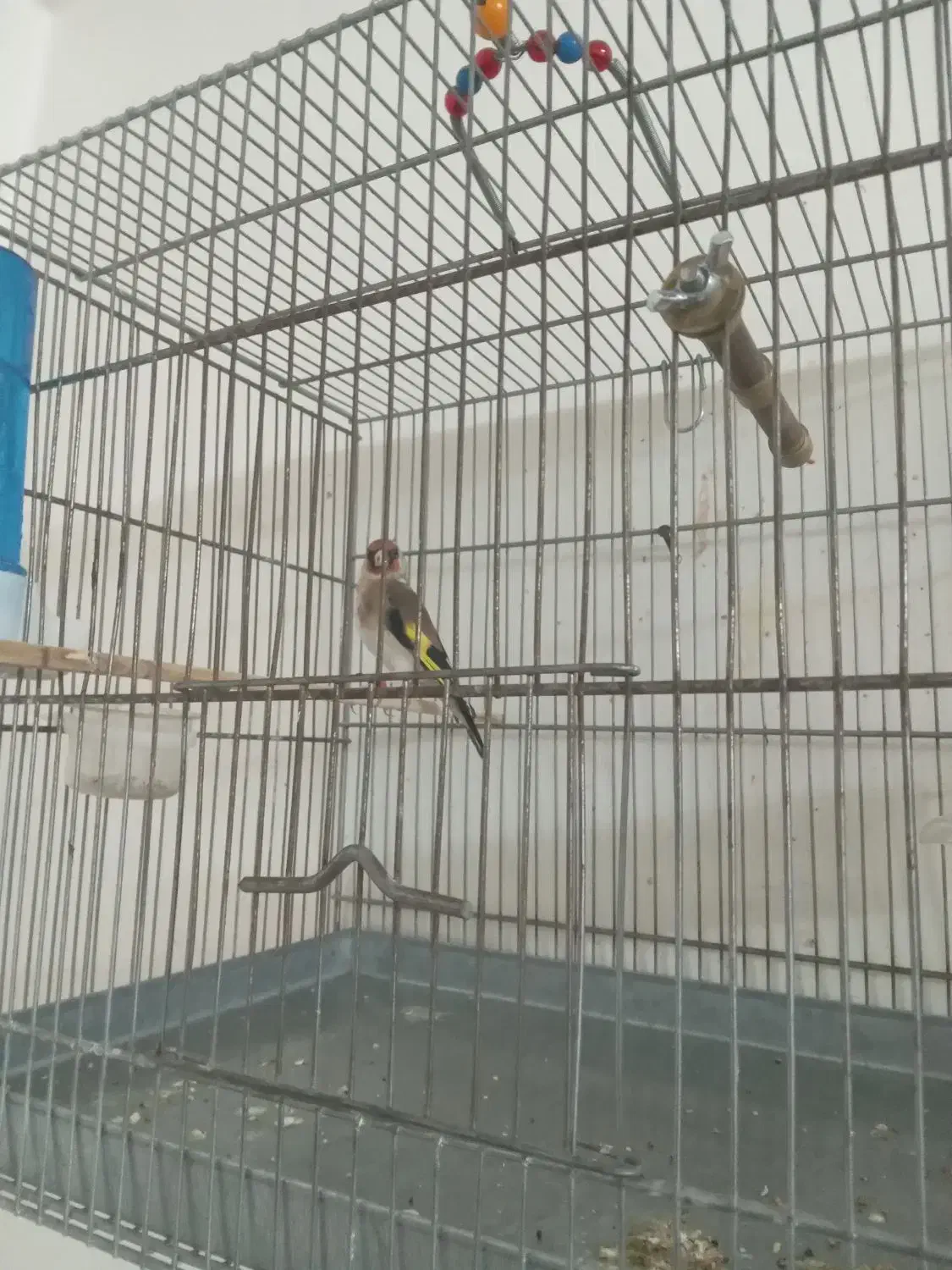 سهره جوجه قفس...قناری بل.قفس بزرگ|پرنده|دزفول, |دیوار