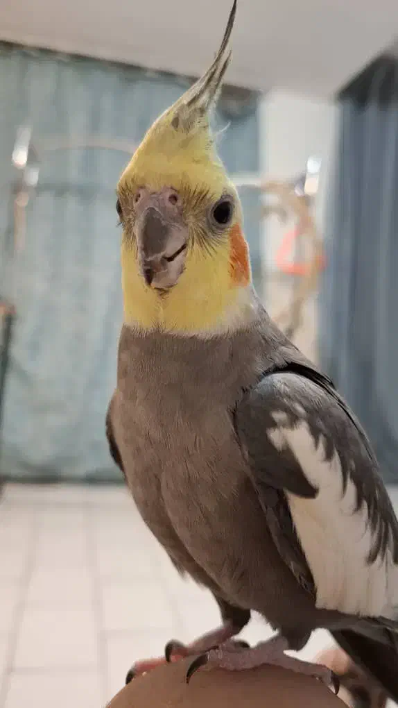 عروس هلندی گم شده|حیوانات|پردیس, فاز ۱|دیوار