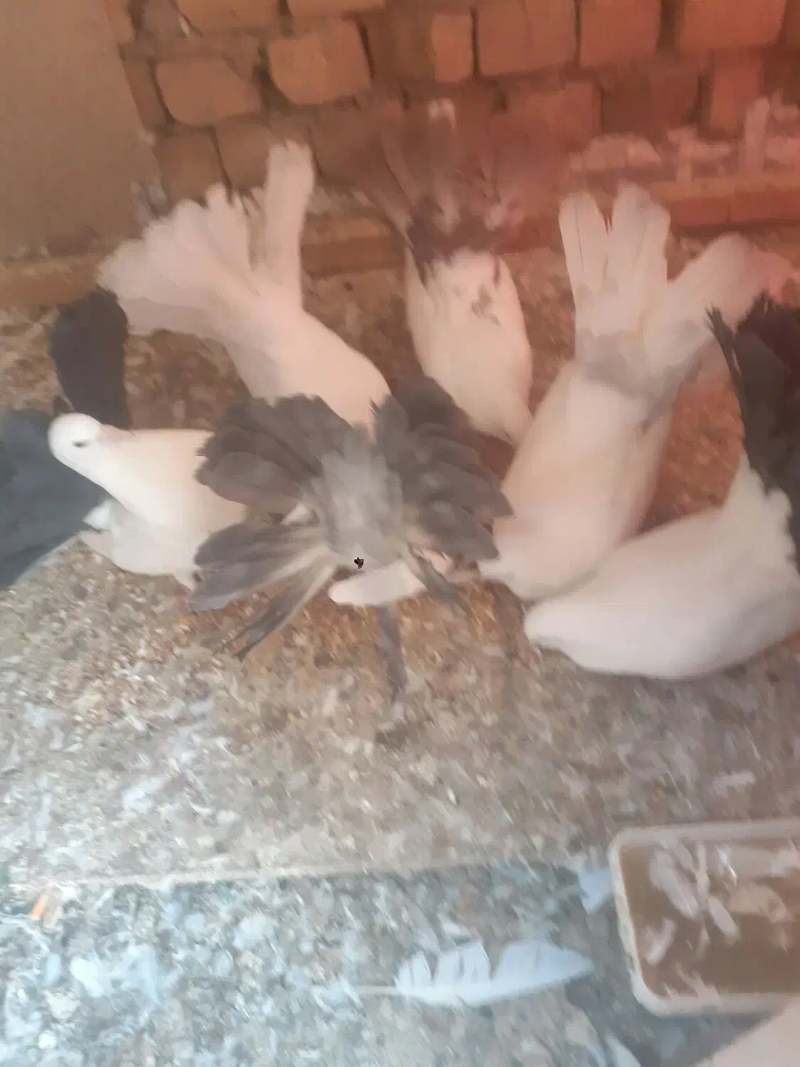 دمچتری اصل|پرنده|خمینی‌شهر, |دیوار