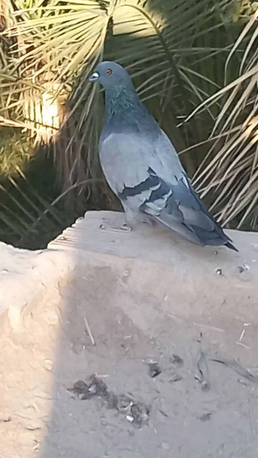 دو کفتر بازی کن|پرنده|ریگان, |دیوار