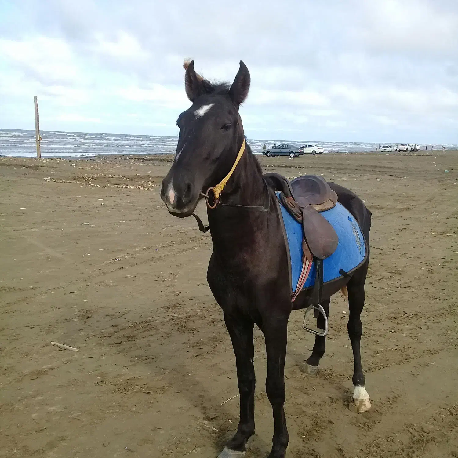 نریون سواری اروم|اسب و تجهیزات اسبسواری|بندر انزلی, نامجو|دیوار