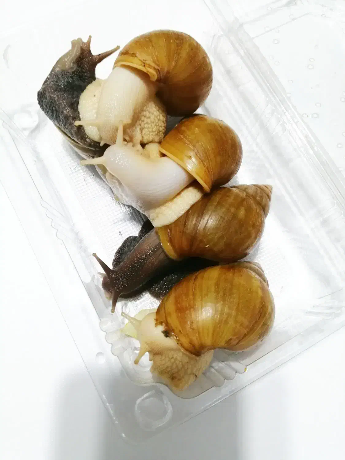 حلزون آلبینو مولد|خزنده|بیرجند, |دیوار