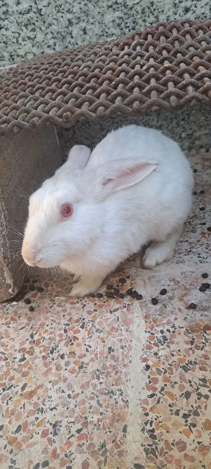 خرگوش|موش و خرگوش|شیراز, شهرک آرین|دیوار