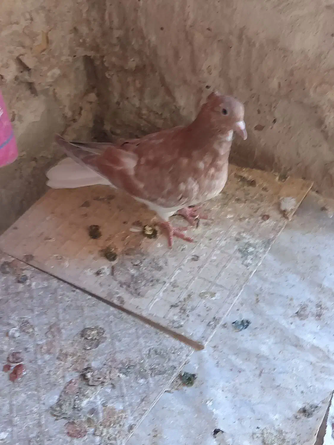 جوجه زرد دمسفید|پرنده|تربتحیدریه, ده پائین|دیوار