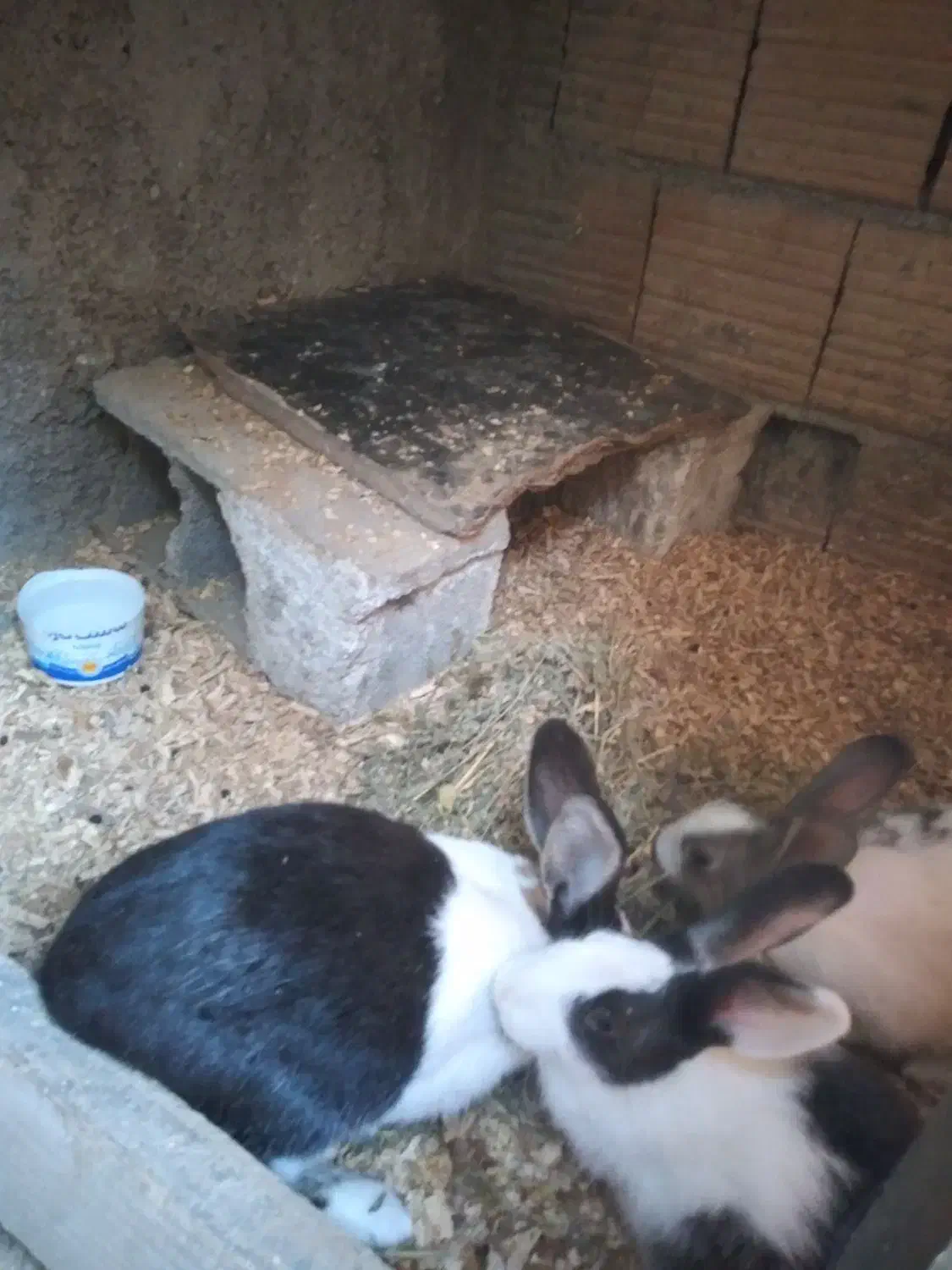 خرگوش|موش و خرگوش|گرگان, |دیوار