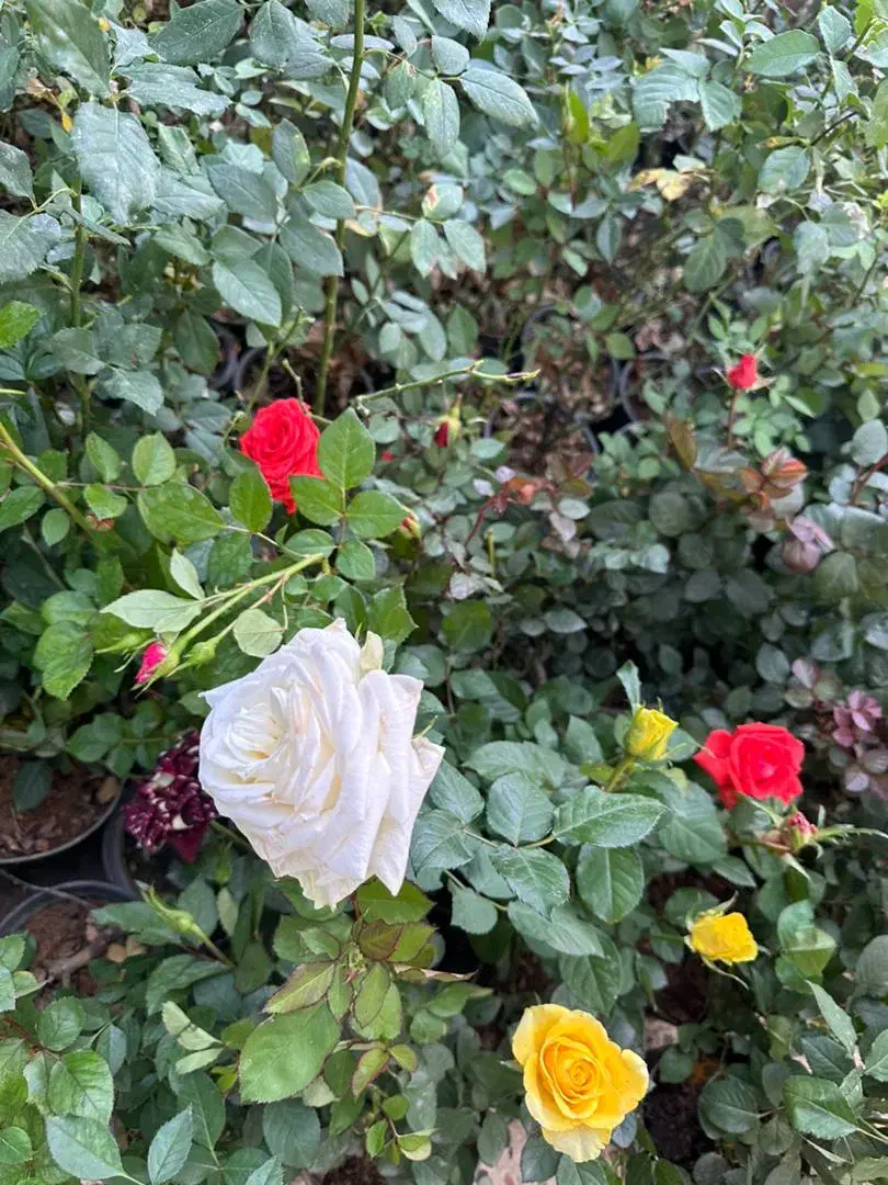 فروش ویژه گل رز و گل ها باغچه ای|گل و گیاه طبیعی|کازرون, |دیوار