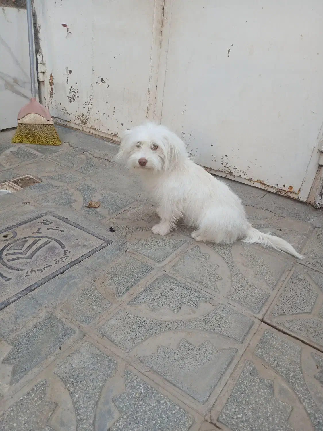 سگ پاکوتاه|سگ|تربت جام, والفجر|دیوار