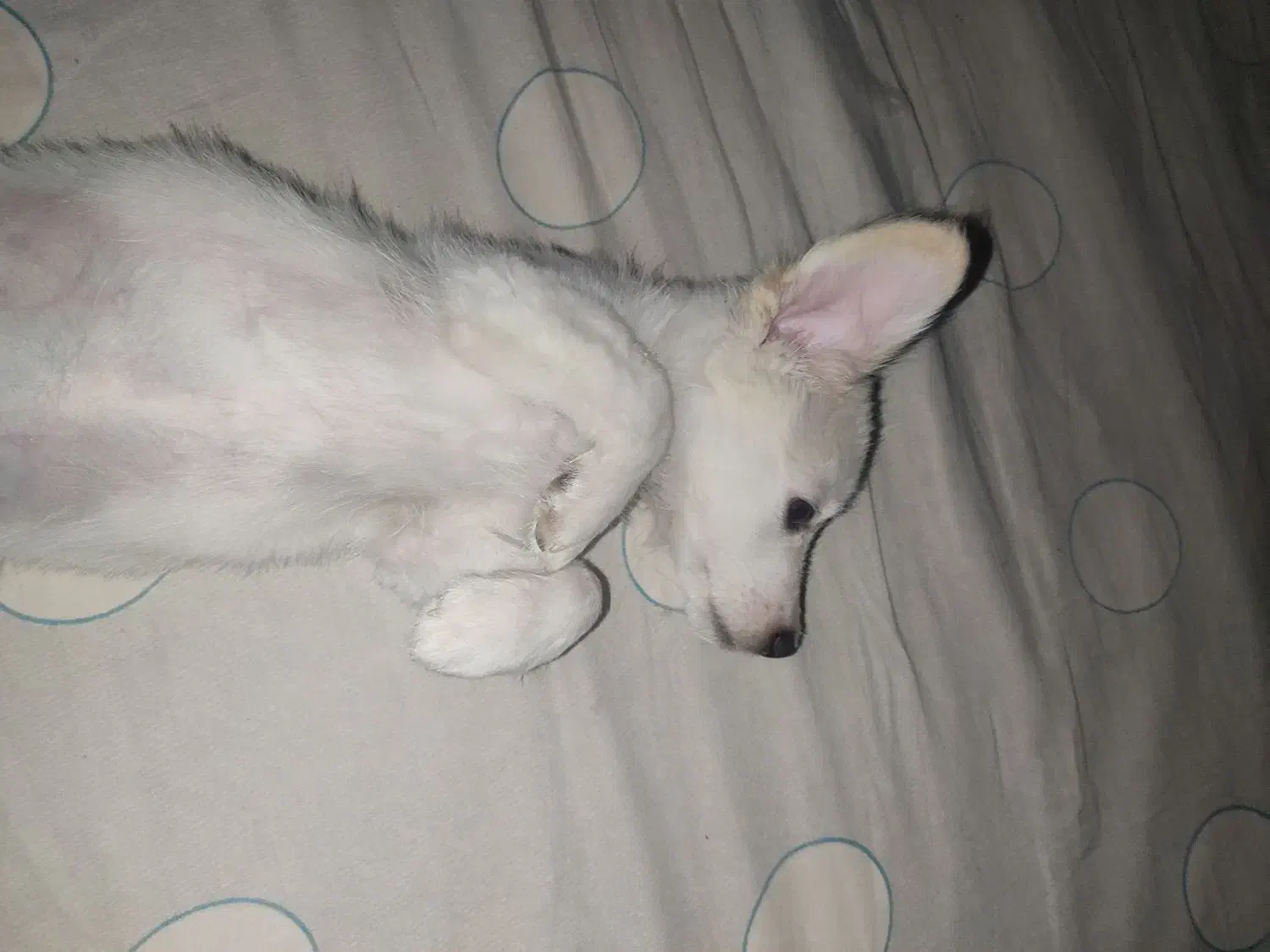 سگ پا کوتاه اشپیتز|سگ|مشهد, بهمن|دیوار