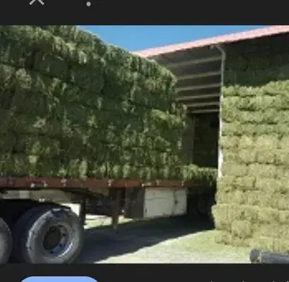 یونجه بسته ای و کاه|لوازم جانبی حیوانات|کنگاور, |دیوار