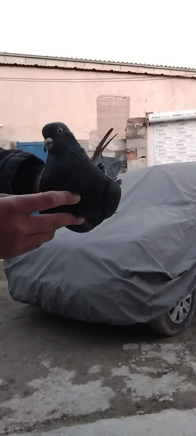 کبوتر زاغ|پرنده|آق قلا, |دیوار