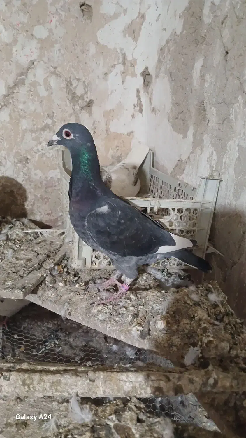 گرفتنی|پرنده|رزن, |دیوار