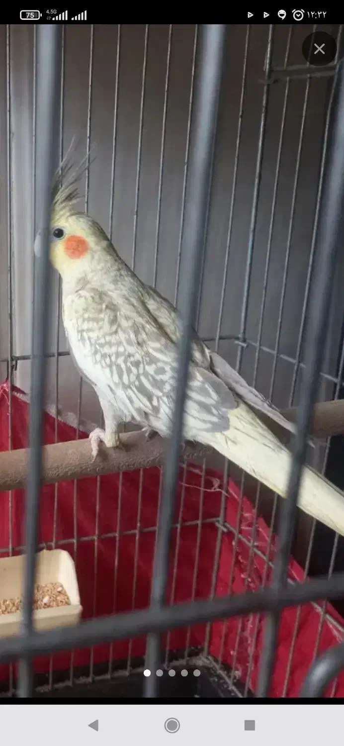 عروس هلندی،ماده|حیوانات|پاکدشت, پاکدشت (مامازند)|دیوار