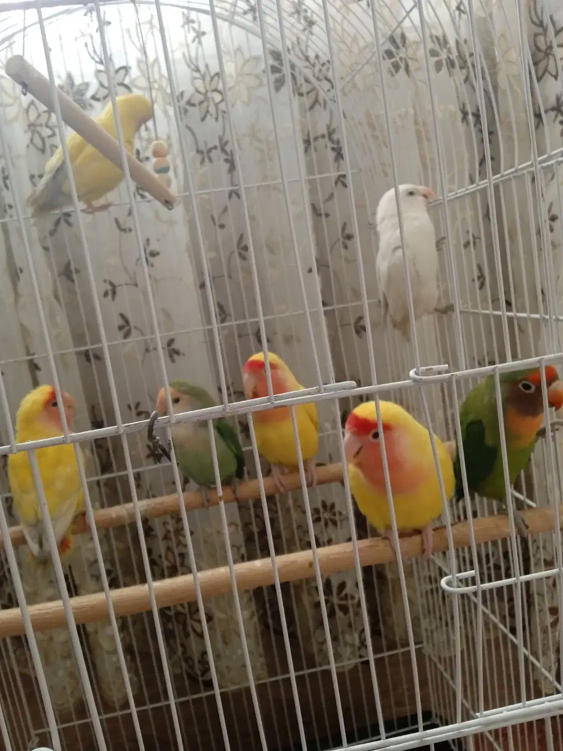 کوتوله برزیلی|پرنده|پیر بکران, |دیوار