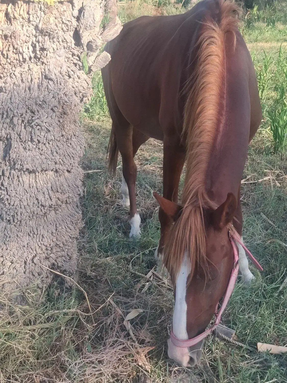 اسب زیبا چهار قلم و پیشونی سفید|اسب و تجهیزات اسب‌سواری|بندر ماهشهر, |دیوار