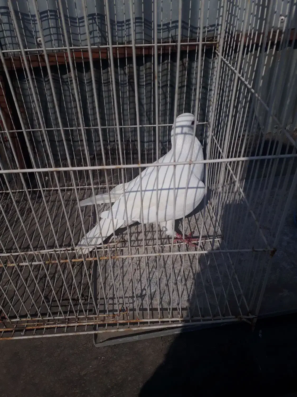 فروش یک عدد کفتر نر|حیوانات مزرعه|مشهد, شیرودی|دیوار