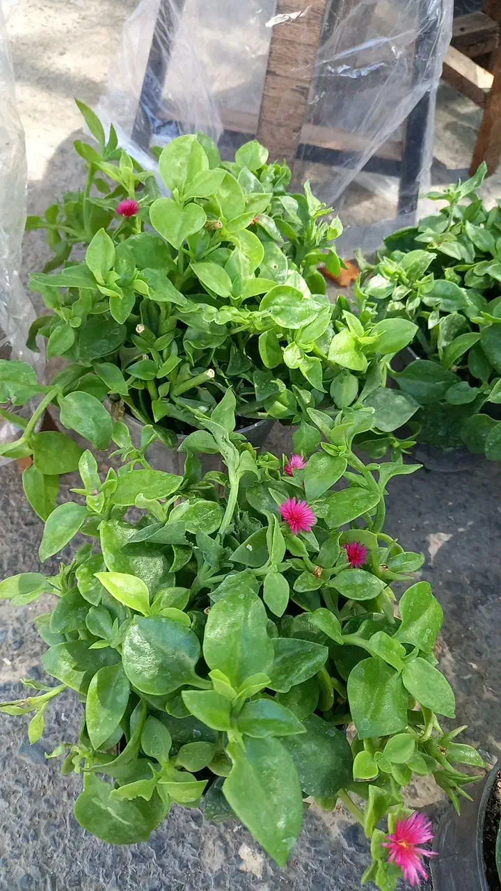 فروش خانگی گل طبیعی|گل و گیاه طبیعی|سربیشه, |دیوار