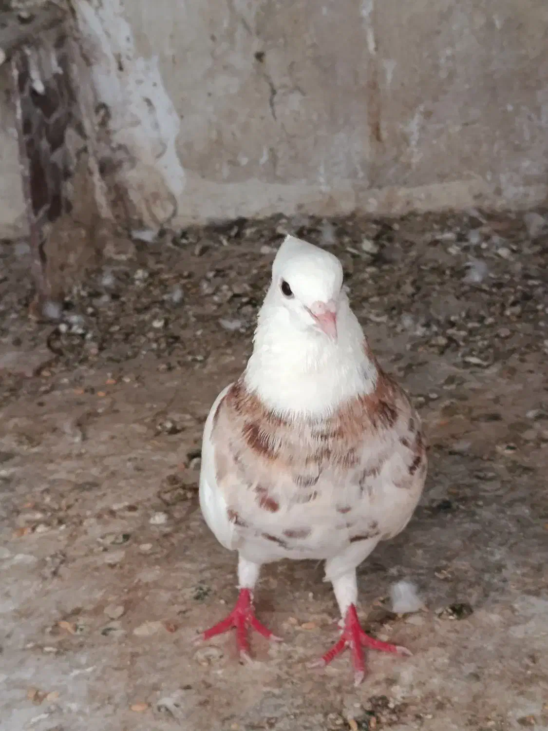 کبوتر طوقی|پرنده|خورموج, |دیوار