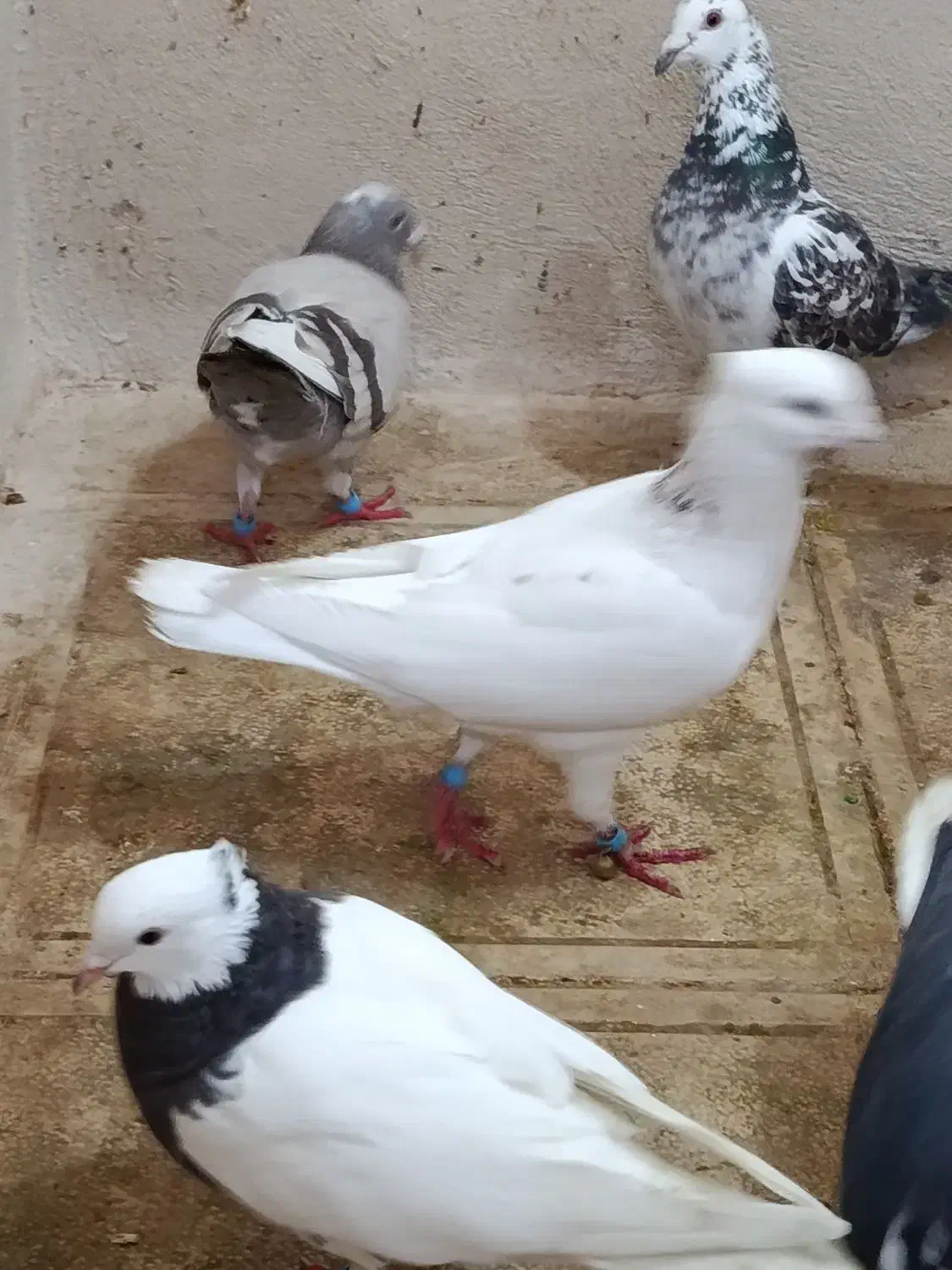 گم شده|حیوانات|کاشمر, |دیوار