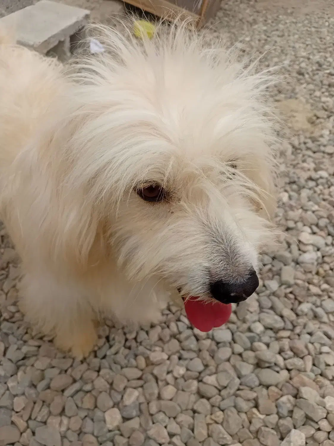 سگ خانگی تمیز وسالم|سگ|میناب, |دیوار