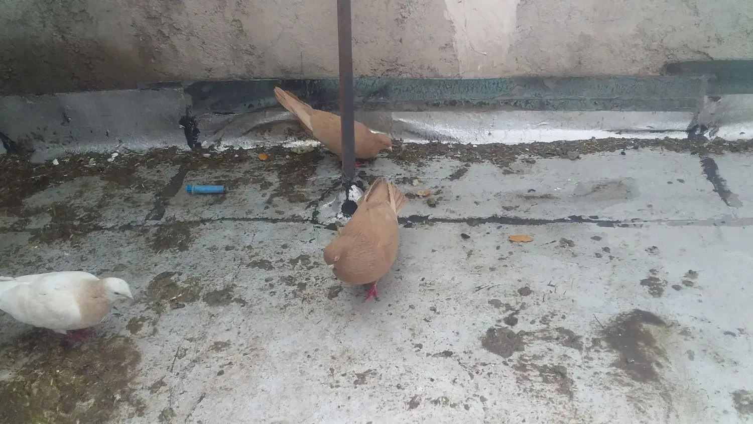 کفترزرد|پرنده|ارس, |دیوار