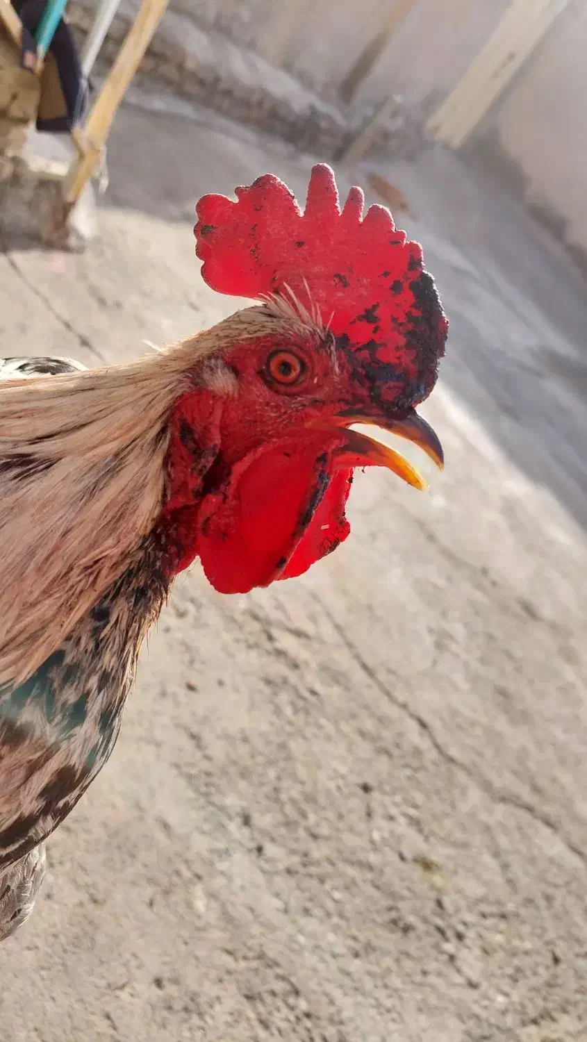 مرغ و خروس|پرنده|سیلاخور, |دیوار