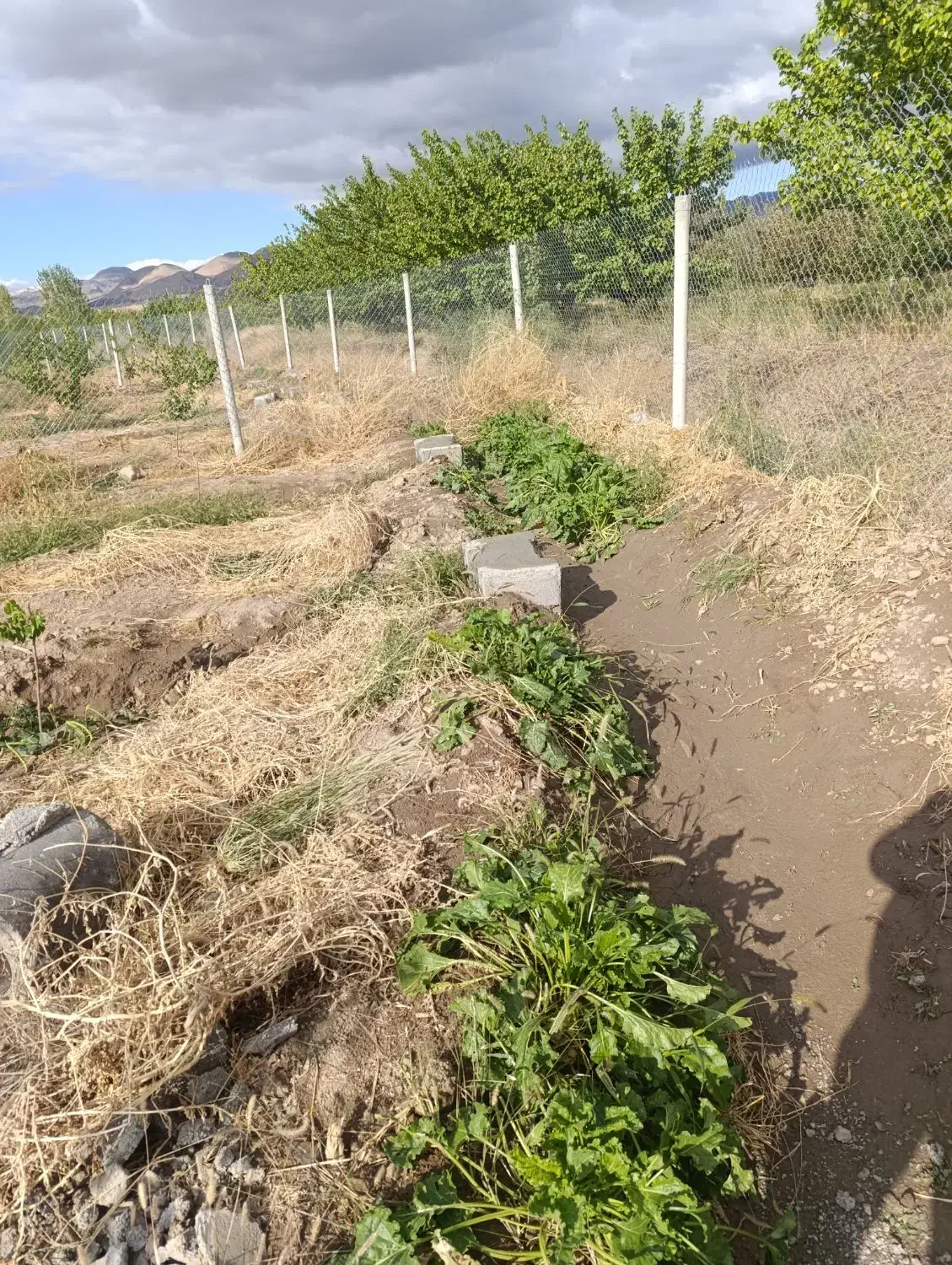 باغ 1000متری سنددار دولت آباد مرند|فروش دفتر صنعتی، کشاورزی، تجاری|مرند, |دیوار