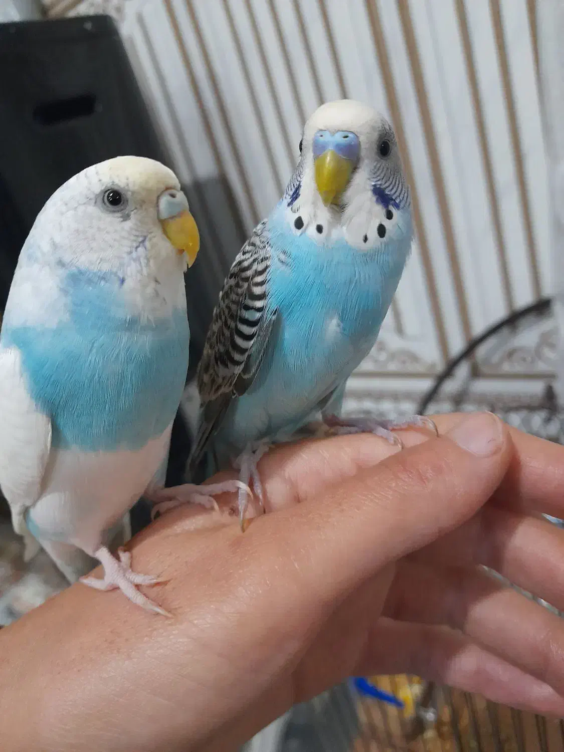 مرغ عشق|حیوانات|همدان, |دیوار