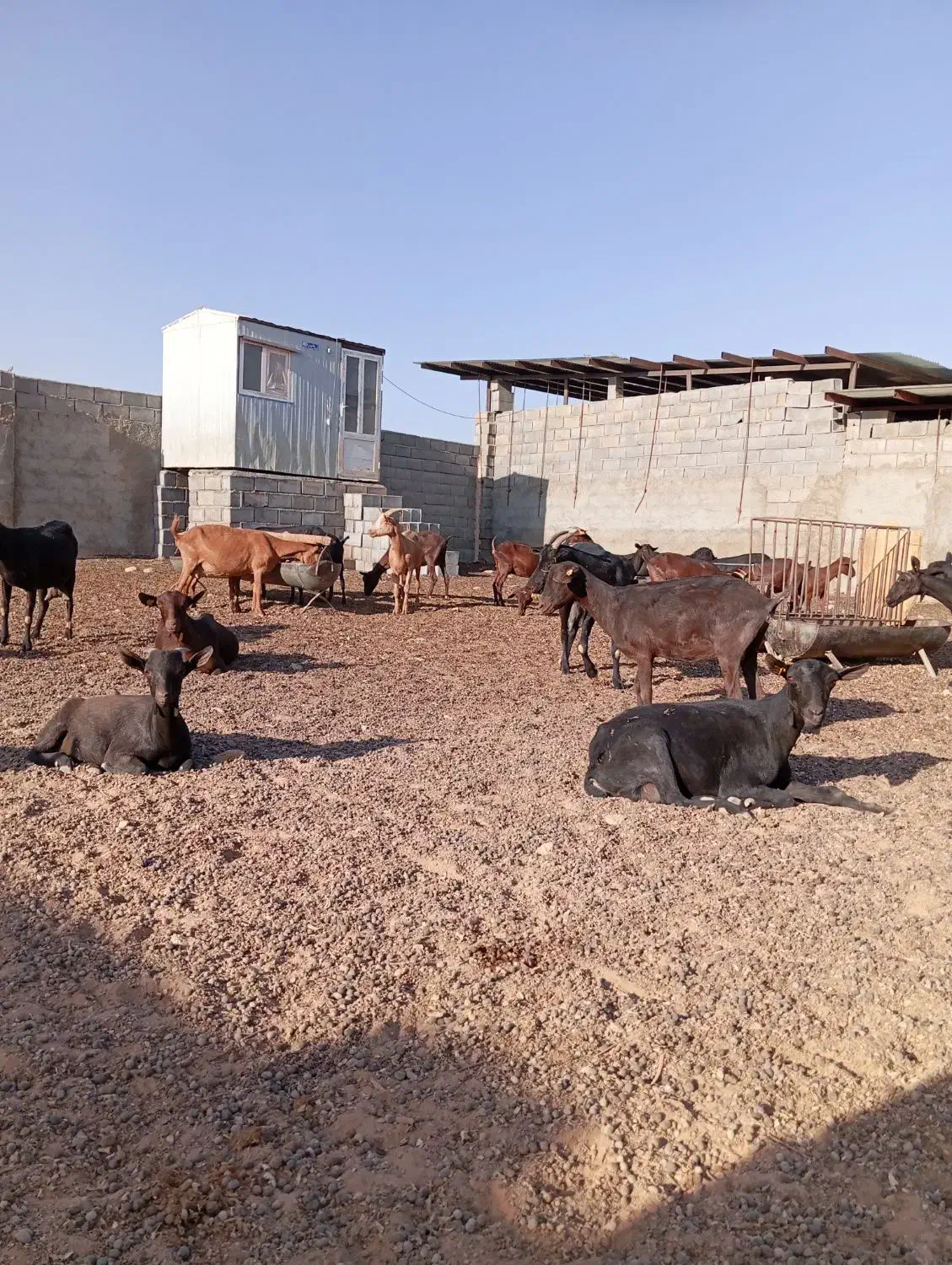 بزمورسیا|حیوانات مزرعه|شهرضا, |دیوار