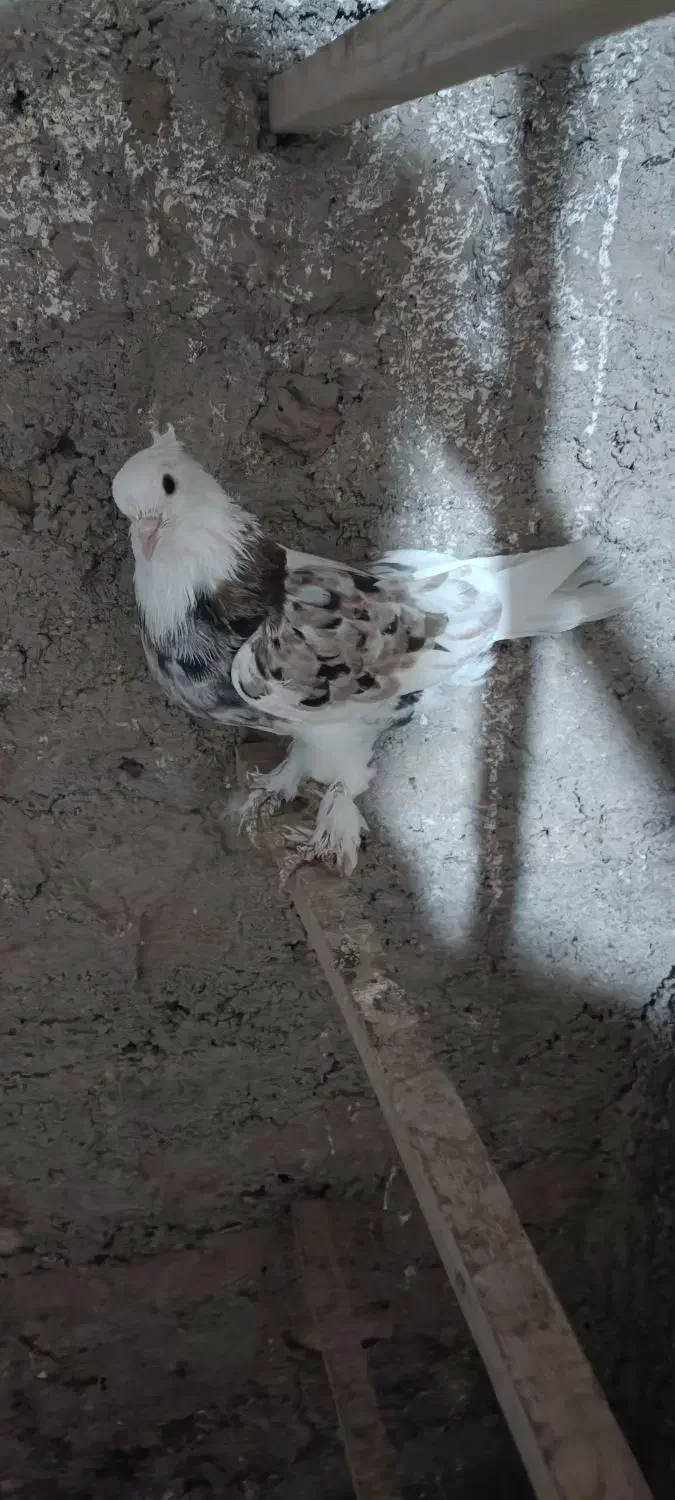 سه تا هما کاکل پاپر خون پاک اصیل|پرنده|گرمسار, |دیوار