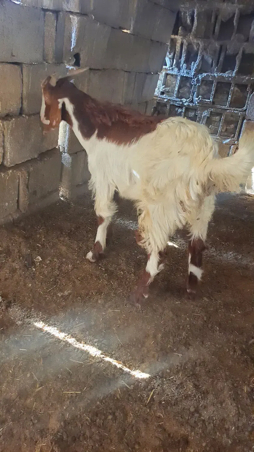 کهره|حیوانات مزرعه|کاکی, |دیوار