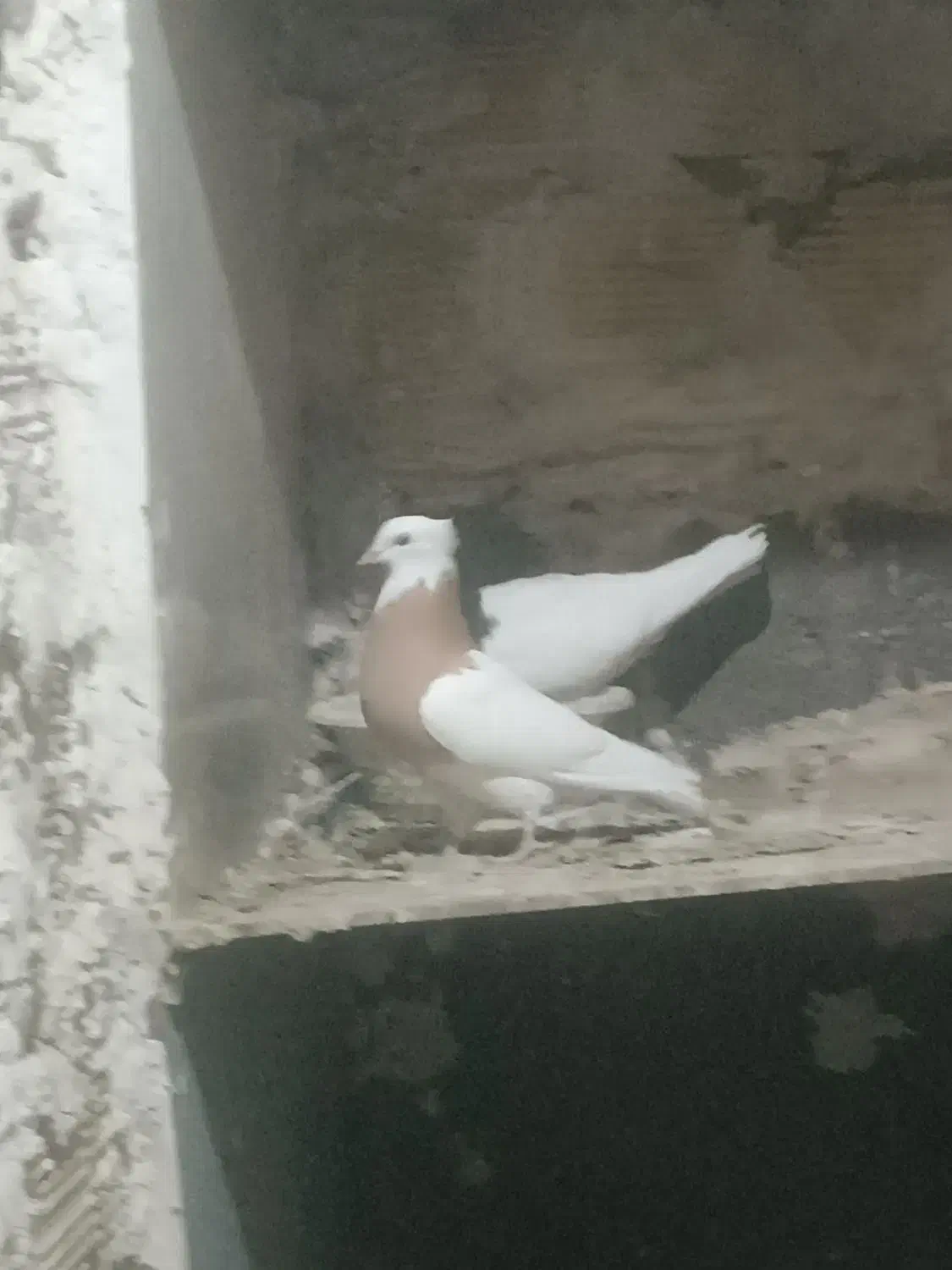 کبوتر یا کفتر طوقی سبز شازده سرور پرشی نقشی|پرنده|پیر بکران, |دیوار