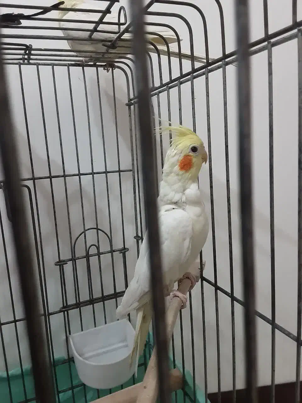 عروس هلندی|پرنده|کهریزک, |دیوار