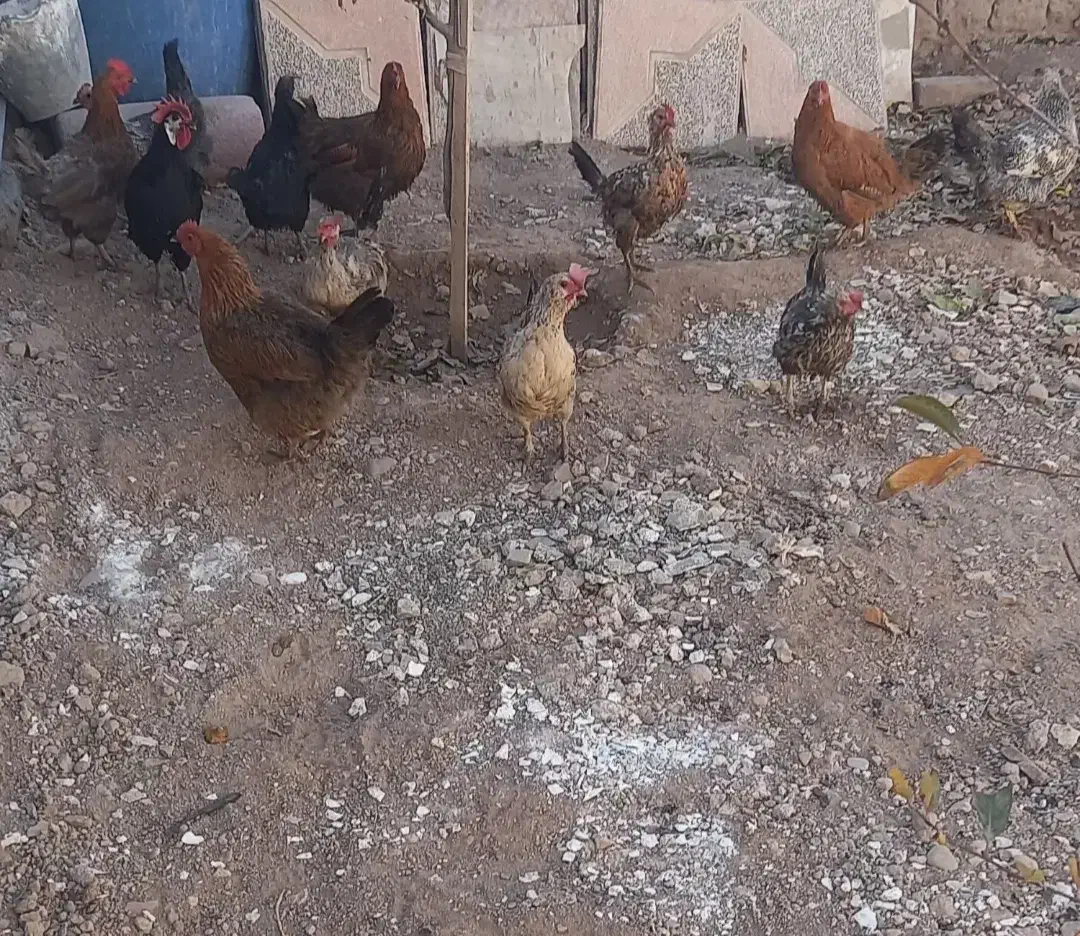 مرغ تخم گذار|حیوانات مزرعه|زرندیه, |دیوار