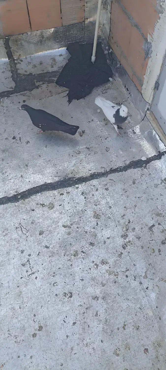 صید دیروز یه طوقی سیاه با یه سیاه جوجه سینه|پرنده|بجنورد, |دیوار