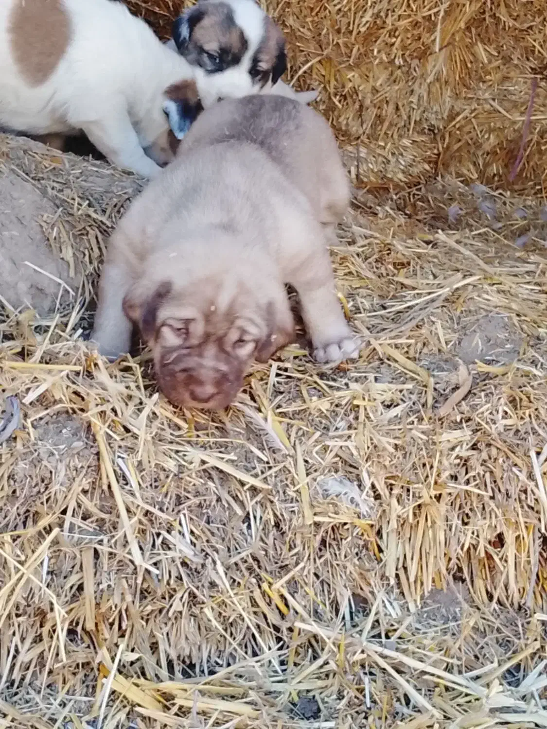 سگ سرابی|سگ|قصابه, |دیوار