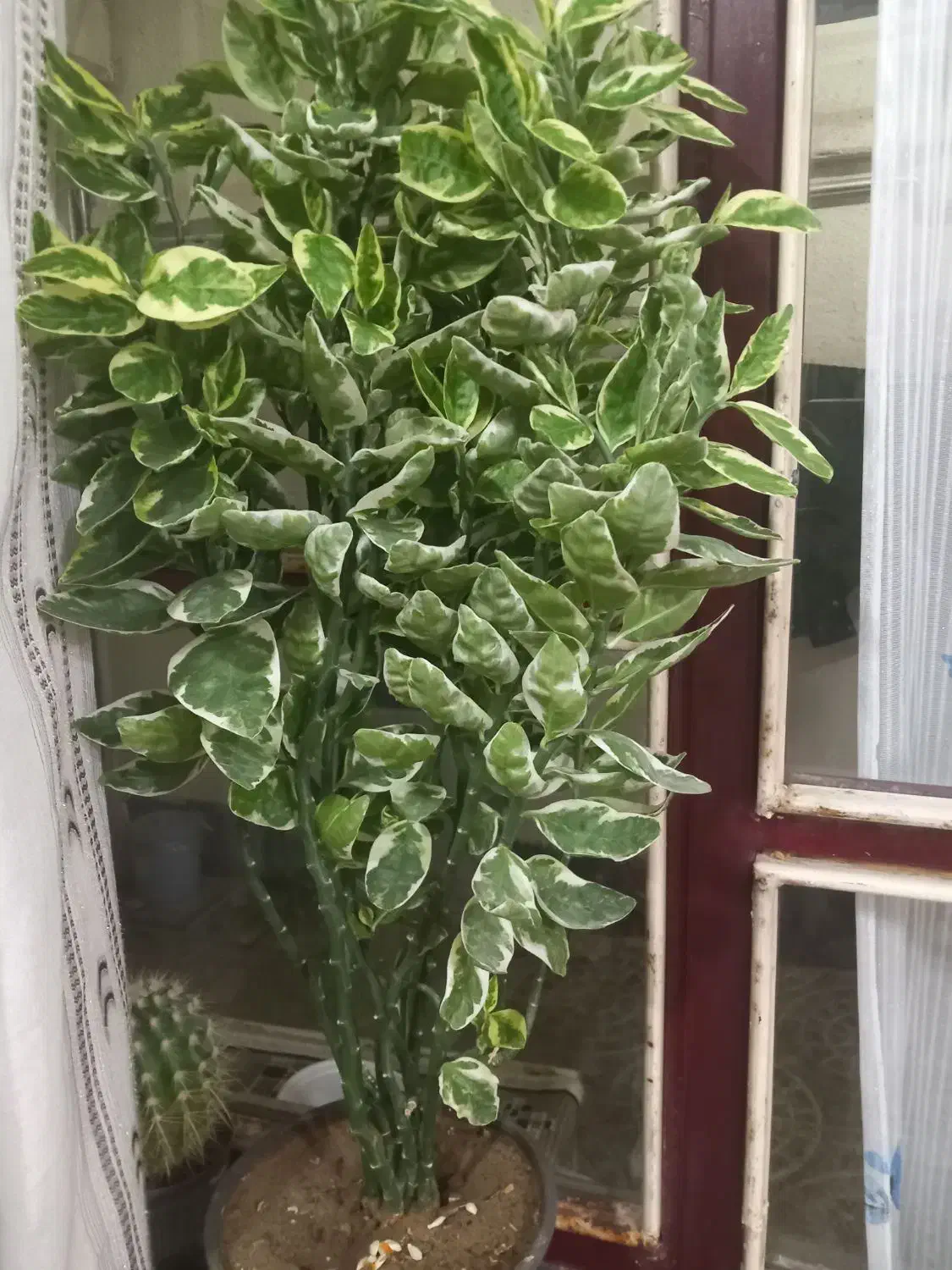 باسلام|گل و گیاه طبیعی|آذرشهر, |دیوار