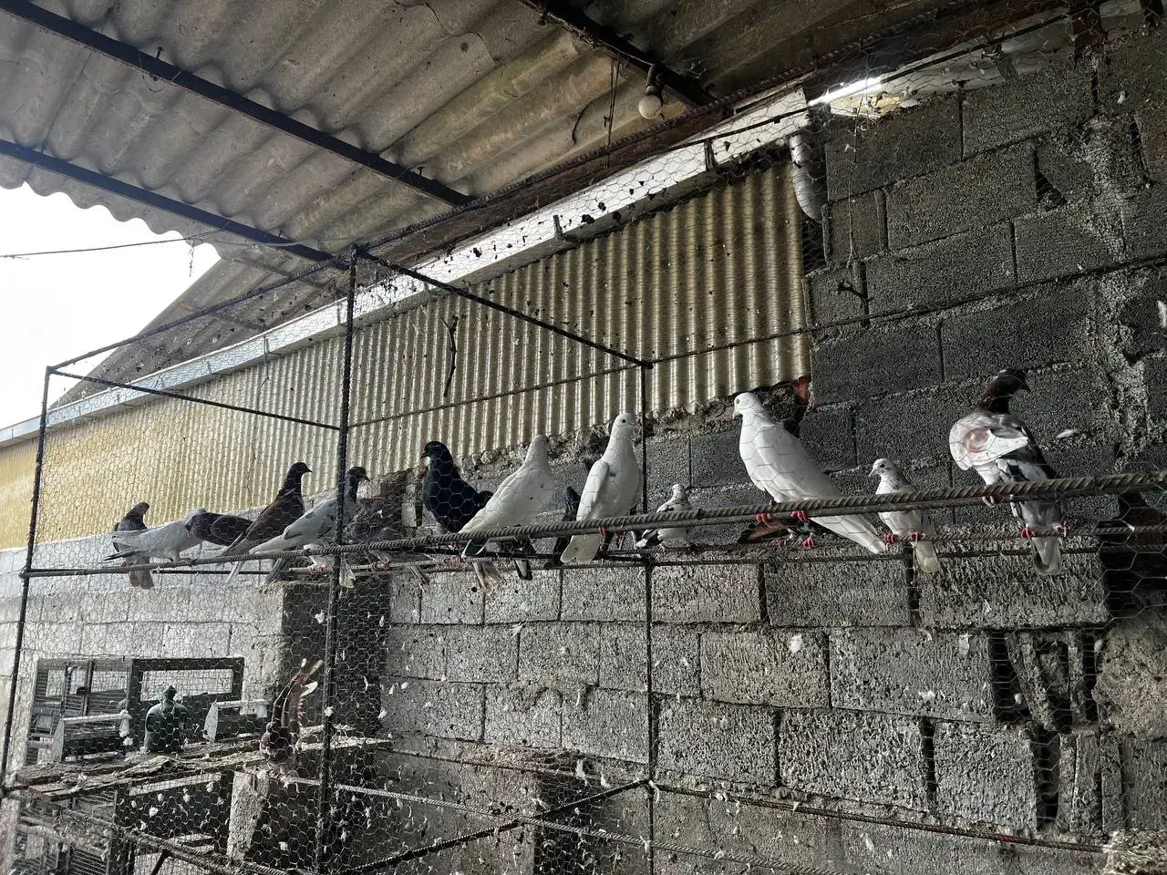 کبوتر پرشی|پرنده|بابل, |دیوار