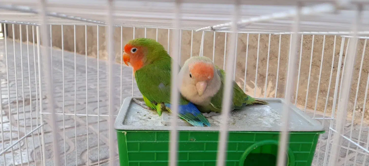 طوطی برزیلی|پرنده|پیشوا, |دیوار